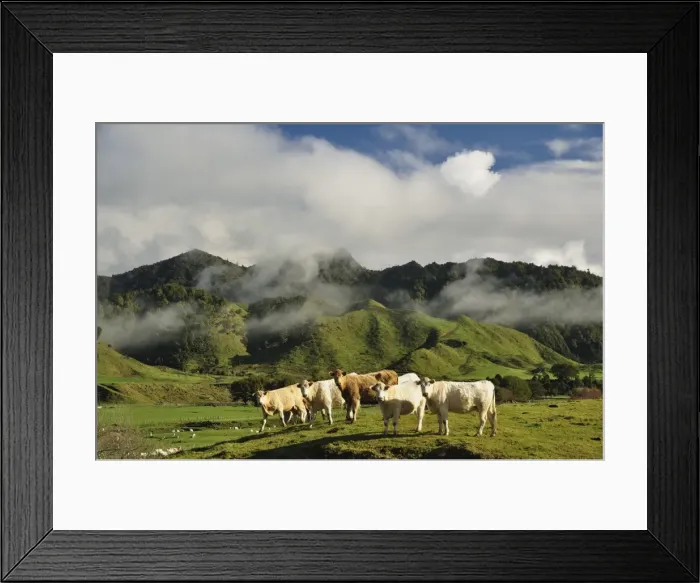 Framed Print : Cows and farmland, near Matawai, Gisborne, North Island, New Zealand, Pacific Framed Print : Cows and farmland, near Matawai, Gisborne, North Island, New Zealand, Pacific