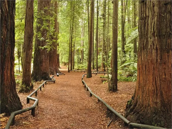 Walkway, The Redwoods, Rotorua, Bay of Plenty, North Island, New Zealand, Pacific