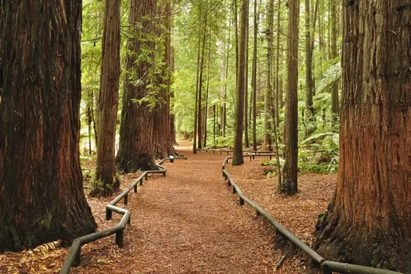 Walkway, The Redwoods, Rotorua, Bay of Plenty, North Island, New Zealand, Pacific