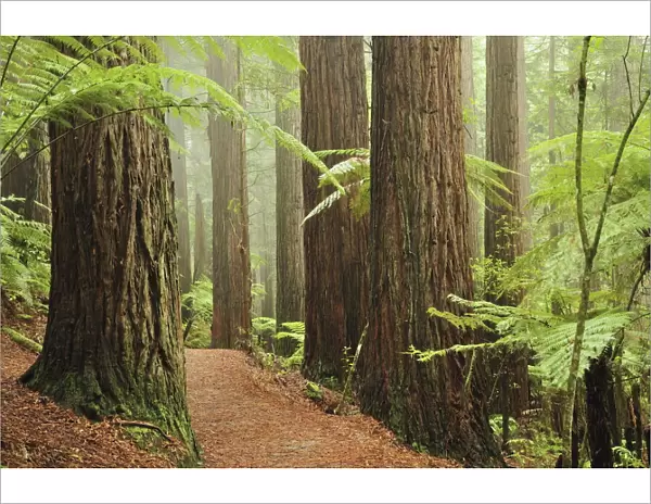 Redwoods and Tree Ferns, The Redwoods, Rotorua, Bay of Plenty, North Island