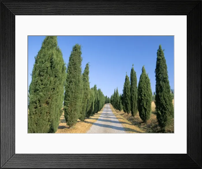 Framed Print : Tree lined rural road, Val d Orcia, Siena province, Tuscany, Italy, Europe Framed Print : Tree lined rural road, Val d Orcia, Siena province, Tuscany, Italy, Europe