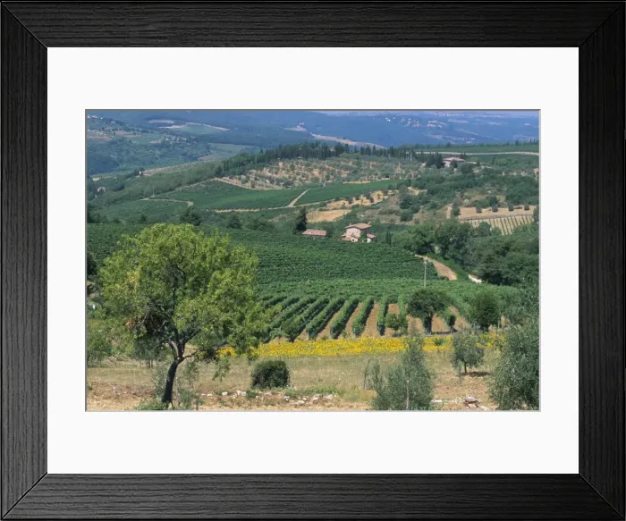 Framed Print : Vineyards, Chianti, Tuscany, Italy, Europe Framed Print : Vineyards, Chianti, Tuscany, Italy, Europe