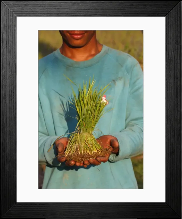 Framed Print : A rice field worker showing rice stalks, Siem Reap, Cambodia, Indochina Framed Print : A rice field worker showing rice stalks, Siem Reap, Cambodia, Indochina