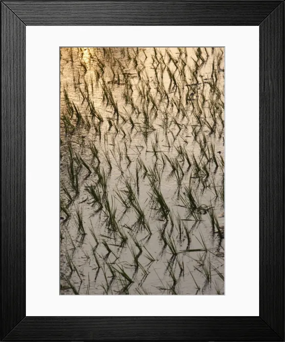 Framed Print : Rice growing in paddies, Siem Reap, Cambodia, Indochina, Southeast Asia, Asia Framed Print : Rice growing in paddies, Siem Reap, Cambodia, Indochina, Southeast Asia, Asia