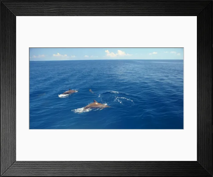 Framed Print : Dolphins swimming in Maldives, Indian Ocean, Asia Framed Print : Dolphins swimming in Maldives, Indian Ocean, Asia
