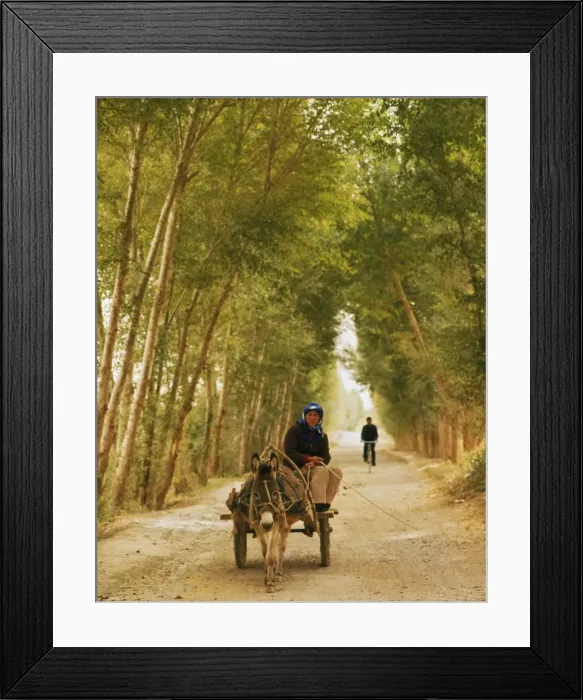 Framed Print : Woman riding donkey cart on a tree-lined road, with bicycle in distance Framed Print : Woman riding donkey cart on a tree-lined road, with bicycle in distance