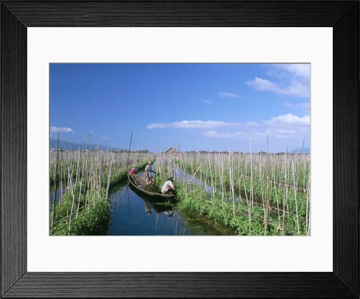 Framed Print : Tomato floating fields, Inle Lake, Shan State, Myanmar (Burma), Asia Framed Print : Tomato floating fields, Inle Lake, Shan State, Myanmar (Burma), Asia