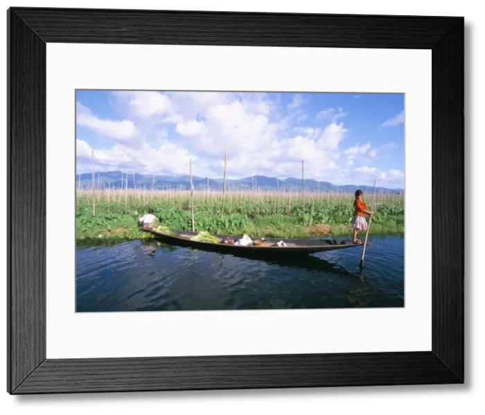 Framed Print : Onion floating fields, Inle Lake, Shan State, Myanmar (Burma), Asia Framed Print : Onion floating fields, Inle Lake, Shan State, Myanmar (Burma), Asia