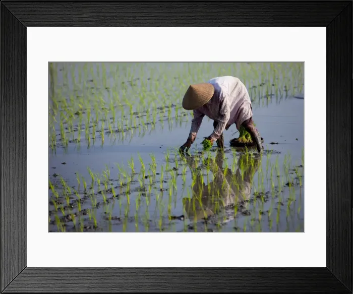 Framed Print : Farmer planting rice, Kerobokan, Bali, Indonesia, Southeast Asia, Asia Framed Print : Farmer planting rice, Kerobokan, Bali, Indonesia, Southeast Asia, Asia