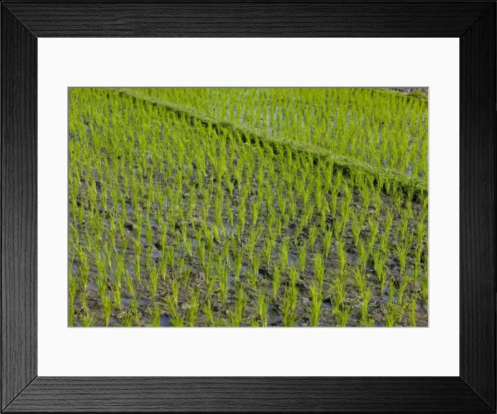 Framed Print : Rice field, Kerobokan, Bali, Indonesia, Southeast Asia, Asia Framed Print : Rice field, Kerobokan, Bali, Indonesia, Southeast Asia, Asia
