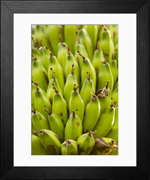 Framed Print : Banana tree, Kerobokan, Bali, Indonesia, Southeast Asia, Asia Framed Print : Banana tree, Kerobokan, Bali, Indonesia, Southeast Asia, Asia