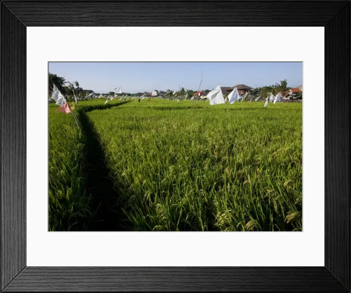 Framed Print : Rice field, Kerobokan, Bali, Indonesia, Southeast Asia, Asia Framed Print : Rice field, Kerobokan, Bali, Indonesia, Southeast Asia, Asia