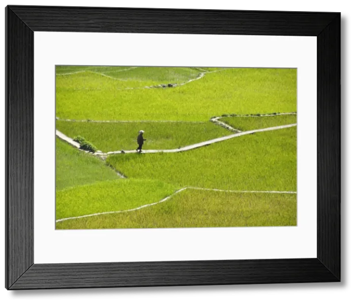 Framed Print : Villager walking across rice terraces typical of Ifugao culture, Aguid
