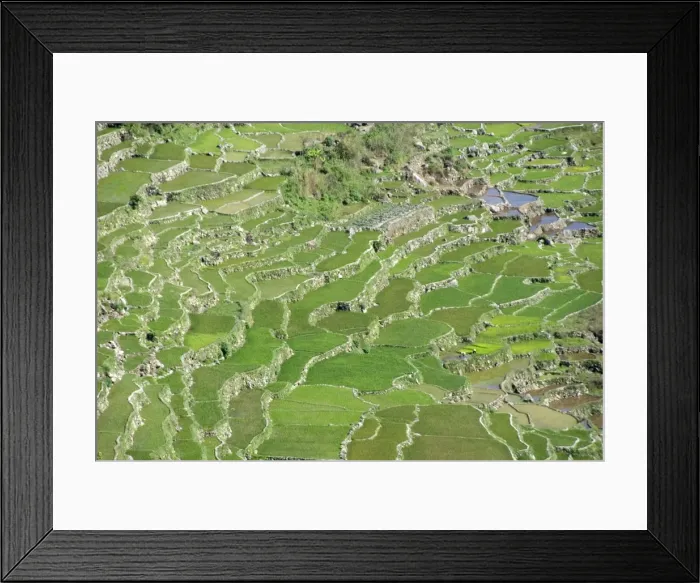 Framed Print : Stone-walled rice terraces typical of Ifugao culture, Aguid, near Sagada Framed Print : Stone-walled rice terraces typical of Ifugao culture, Aguid, near Sagada