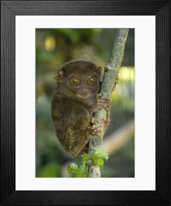 Framed Print : Tarsier fraterculus, the smallest living primate, 130mm (5 ins) tall, Tarsier Sanctuary Framed Print : Tarsier fraterculus, the smallest living primate, 130mm (5 ins) tall, Tarsier Sanctuary