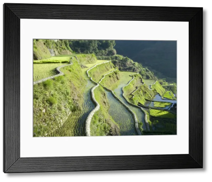 Framed Print : Banaue mud-walled rice terraces of Ifugao culture, UNESCO World Heritage Site Framed Print : Banaue mud-walled rice terraces of Ifugao culture, UNESCO World Heritage Site