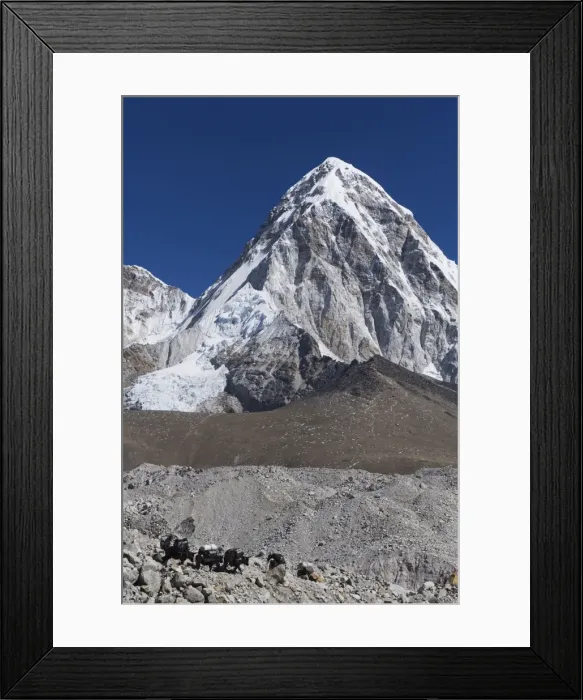 Framed Print : Yak on a trail below Kala Pattar and Pumori, 7165m, Solu Khumbu Everest Region Framed Print : Yak on a trail below Kala Pattar and Pumori, 7165m, Solu Khumbu Everest Region