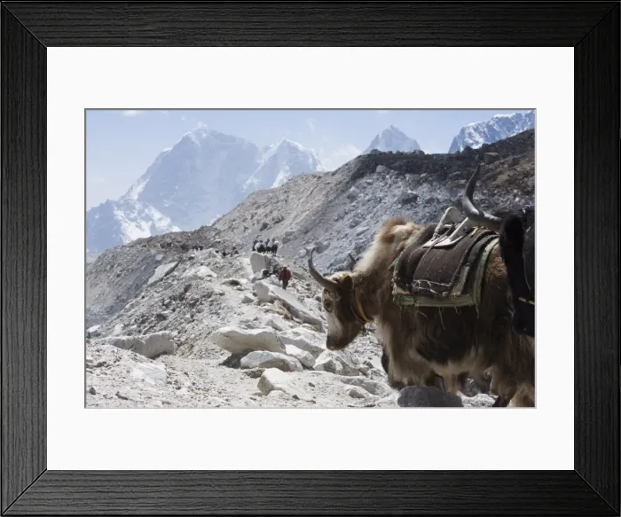 Framed Print : Yak on a trail, Solu Khumbu Everest Region, Sagarmatha National Park, Himalayas Framed Print : Yak on a trail, Solu Khumbu Everest Region, Sagarmatha National Park, Himalayas