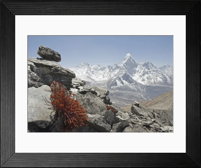 Framed Print : High altitude flowers, Ama Dablam in background, Solu Khumbu Everest Region