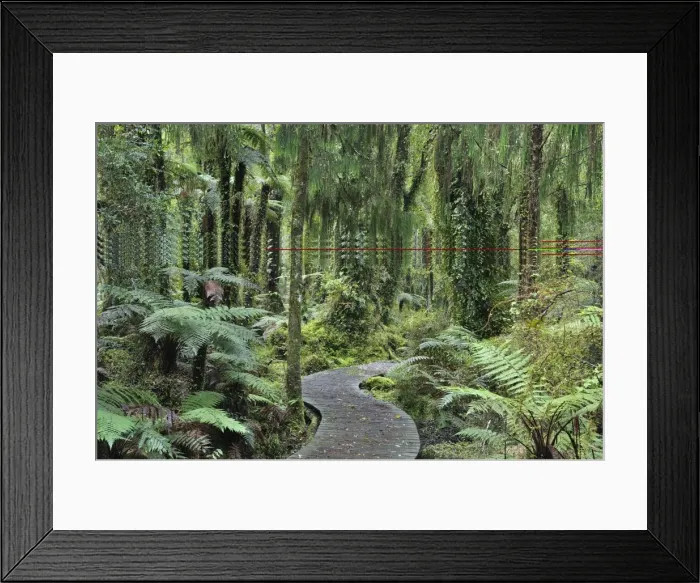 Framed Print : Walkway through Swamp Forest, Ships Creek, West Coast, South Island, New Zealand, Pacific Framed Print : Walkway through Swamp Forest, Ships Creek, West Coast, South Island, New Zealand, Pacific