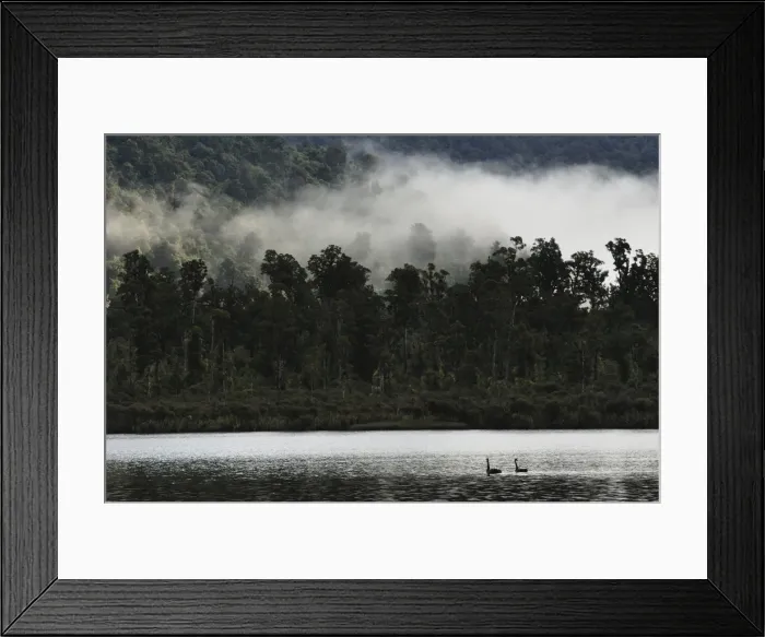 Framed Print : Black swans (Cygnus atratus), on Lake Moeraki, West Coast, South Island Framed Print : Black swans (Cygnus atratus), on Lake Moeraki, West Coast, South Island