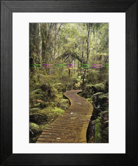 Framed Print : Walkway through Swamp Forest, Ships Creek, West Coast, South Island, New Zealand, Pacific Framed Print : Walkway through Swamp Forest, Ships Creek, West Coast, South Island, New Zealand, Pacific
