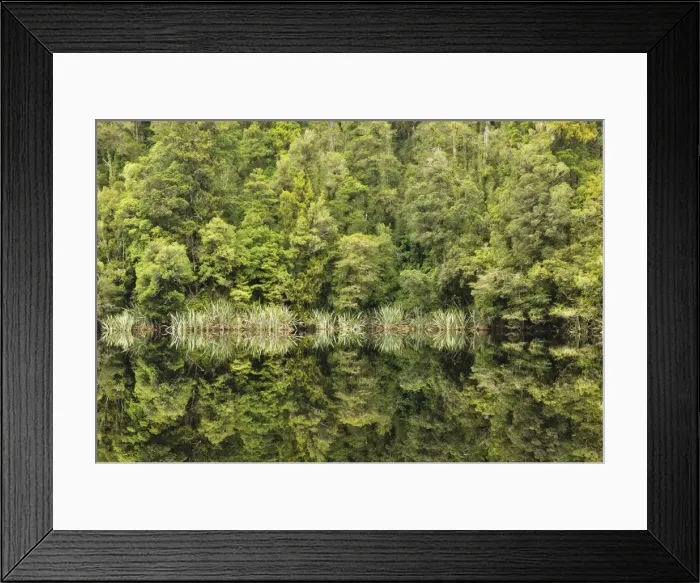 Framed Print : Native forest, Lake Matheson, Westland Tai Poutini National Park, UNESCO World Heritage Site Framed Print : Native forest, Lake Matheson, Westland Tai Poutini National Park, UNESCO World Heritage Site
