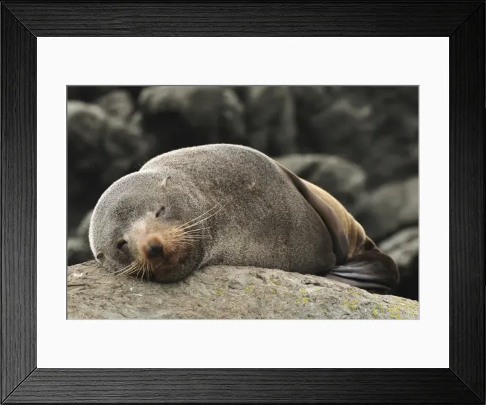 Framed Print : Australian Fur Seal (Arctocephalus forsteri), near Kaikoura, Canterbury