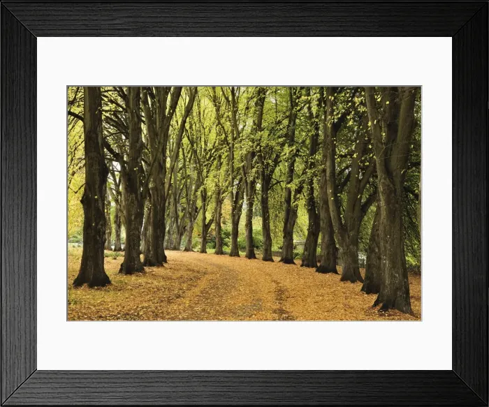 Framed Print : Alley at Wanaka Station Park, Wanaka, Otago, South Island, New Zealand, Pacific Framed Print : Alley at Wanaka Station Park, Wanaka, Otago, South Island, New Zealand, Pacific