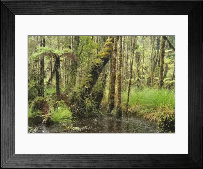Framed Print : Swamp Forest, Ships Creek, West Coast, South Island, New Zealand, Pacific Framed Print : Swamp Forest, Ships Creek, West Coast, South Island, New Zealand, Pacific