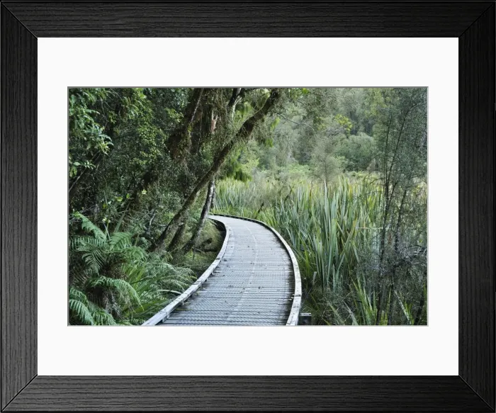 Framed Print : Path through rainforest, Westland Tai Poutini National Park, UNESCO World Heritage Site Framed Print : Path through rainforest, Westland Tai Poutini National Park, UNESCO World Heritage Site