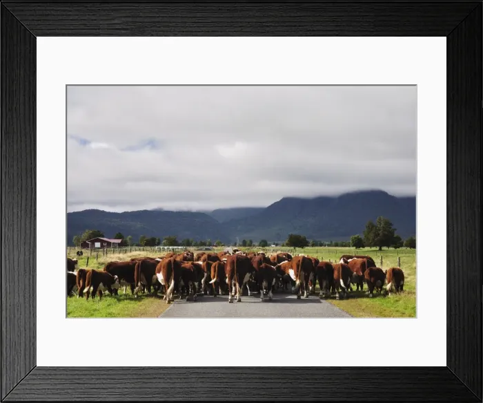 Framed Print : Cattle on Cook Flat Road, near Fox Township, West Coast, South Island, New Zealand Framed Print : Cattle on Cook Flat Road, near Fox Township, West Coast, South Island, New Zealand