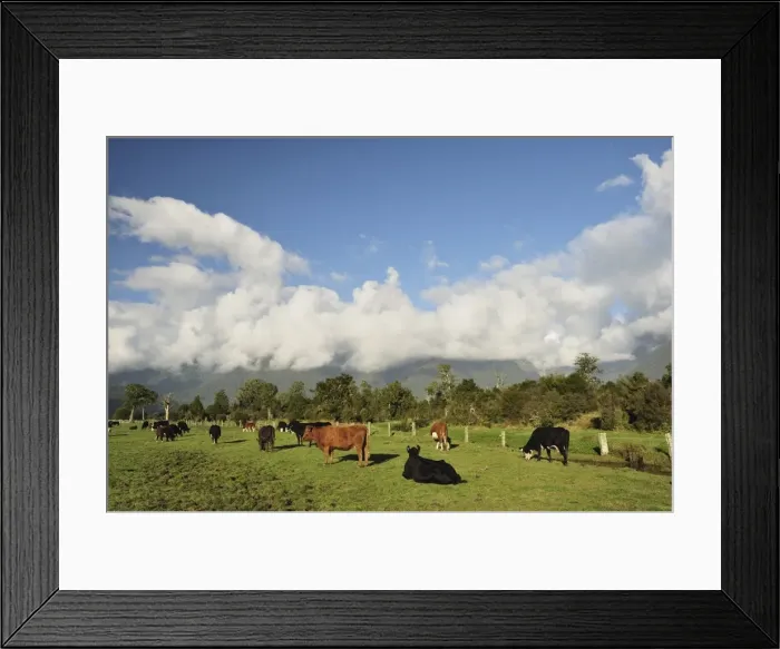 Framed Print : Cattle on farmland, Cook Flat, West Coast, South Island, New Zealand, Pacific Framed Print : Cattle on farmland, Cook Flat, West Coast, South Island, New Zealand, Pacific