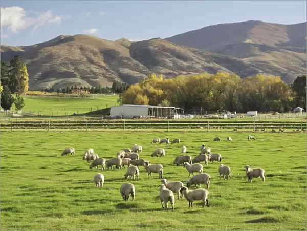 Sheep on farmland, near Tarras, Otago, South Island, New Zealand, Pacific