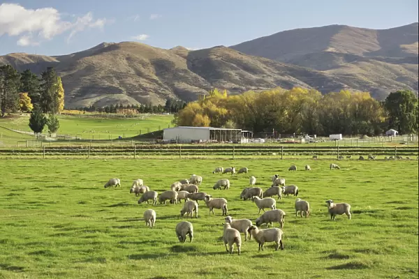 Sheep on farmland, near Tarras, Otago, South Island, New Zealand, Pacific