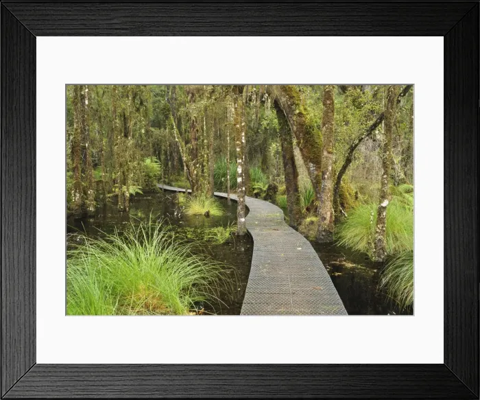 Framed Print : Walkway through Swamp Forest, Ships Creek, West Coast, South Island, New Zealand, Pacific Framed Print : Walkway through Swamp Forest, Ships Creek, West Coast, South Island, New Zealand, Pacific