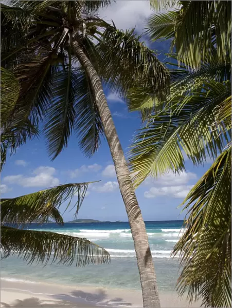 Beach, palm trees and surf in Long Bay, Tortola, British Virgin Islands