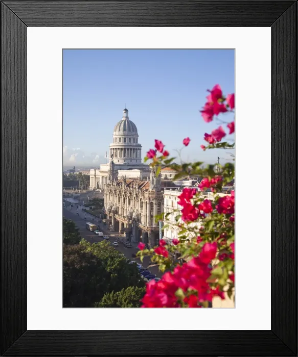 Framed Print : Bougainvillea flowers in front of The Capitolio building, Havana, Cuba Framed Print : Bougainvillea flowers in front of The Capitolio building, Havana, Cuba