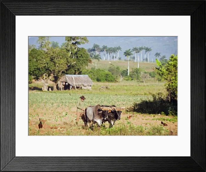 Framed Print : A farmer ploughing his field with oxen, UNESCO World Heritage Site, Vinales Valley Framed Print : A farmer ploughing his field with oxen, UNESCO World Heritage Site, Vinales Valley