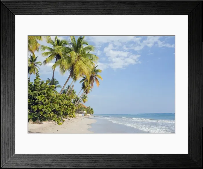 Framed Print : Palm trees on beach, Jacmel, Haiti, West Indies, Caribbean, Central America Framed Print : Palm trees on beach, Jacmel, Haiti, West Indies, Caribbean, Central America