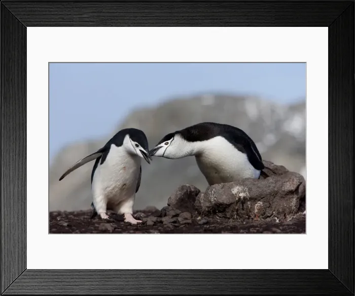 Framed Print : Chinstrap penguins (Pygoscelis antarctica), Aitcho Island, Antarctica, Polar Regions Framed Print : Chinstrap penguins (Pygoscelis antarctica), Aitcho Island, Antarctica, Polar Regions