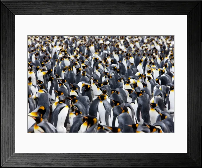 Framed Print : King penguin colony (Aptenodytes patagonicus), Gold Harbour, South Georgia Framed Print : King penguin colony (Aptenodytes patagonicus), Gold Harbour, South Georgia