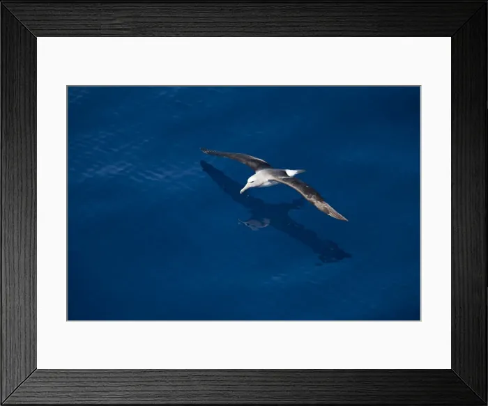 Framed Print : Royal albatross (Diomedea epomophora), Southern Ocean, Antarctic, Polar Regions Framed Print : Royal albatross (Diomedea epomophora), Southern Ocean, Antarctic, Polar Regions