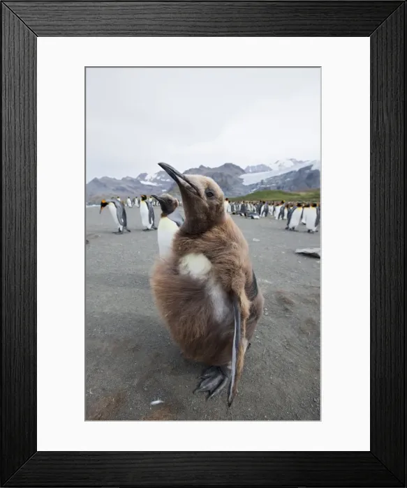 Framed Print : King penguin chick (Aptenodytes patagonicus), Gold Harbour, South Georgia Framed Print : King penguin chick (Aptenodytes patagonicus), Gold Harbour, South Georgia