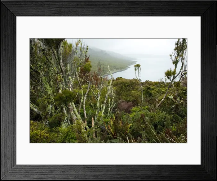 Framed Print : Flora on Campbell Island, Sub-Antarctic, Polar Regions Framed Print : Flora on Campbell Island, Sub-Antarctic, Polar Regions
