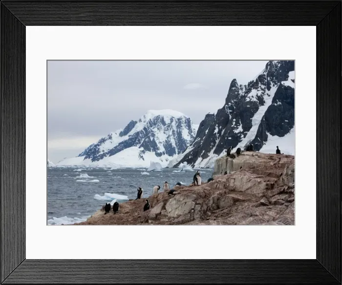 Framed Print : Shags and penguins on Petersmann Island, Antarctica, Polar Regions Framed Print : Shags and penguins on Petersmann Island, Antarctica, Polar Regions
