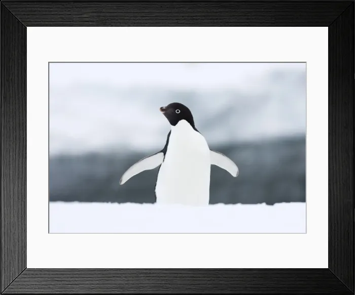 Framed Print : Adelie penguin (Pygoscelis adeliae), Commonwealth Bay, Antarctica, Polar Regions Framed Print : Adelie penguin (Pygoscelis adeliae), Commonwealth Bay, Antarctica, Polar Regions