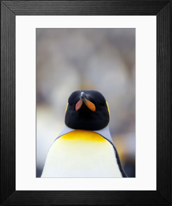 Framed Print : King penguin (Aptenodytes patagonicus), Gold Harbour, South Georgia, Antarctic Framed Print : King penguin (Aptenodytes patagonicus), Gold Harbour, South Georgia, Antarctic