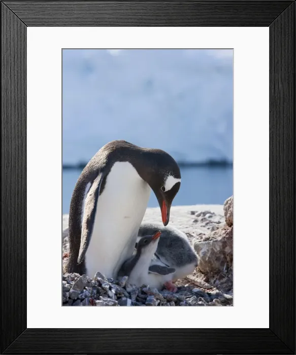 Framed Print : Gentoo penguin (Pygoscelis papua papua) with chicks, Port Lockroy, Antarctic Peninsula Framed Print : Gentoo penguin (Pygoscelis papua papua) with chicks, Port Lockroy, Antarctic Peninsula