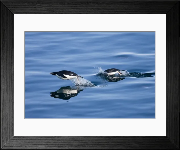 Framed Print : Adelie penguins (Pygoscelis adelia), Dumont d Urville, Antarctica, Polar Regions Framed Print : Adelie penguins (Pygoscelis adelia), Dumont d Urville, Antarctica, Polar Regions